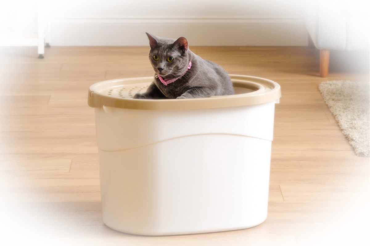 Best Top Entry Litter Box + Benefits Of TopEntry Boxes